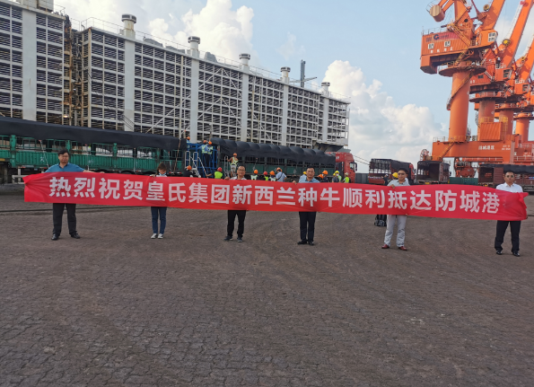 漂洋過海9000公里，優(yōu)質(zhì)新西蘭奶牛順利到港！